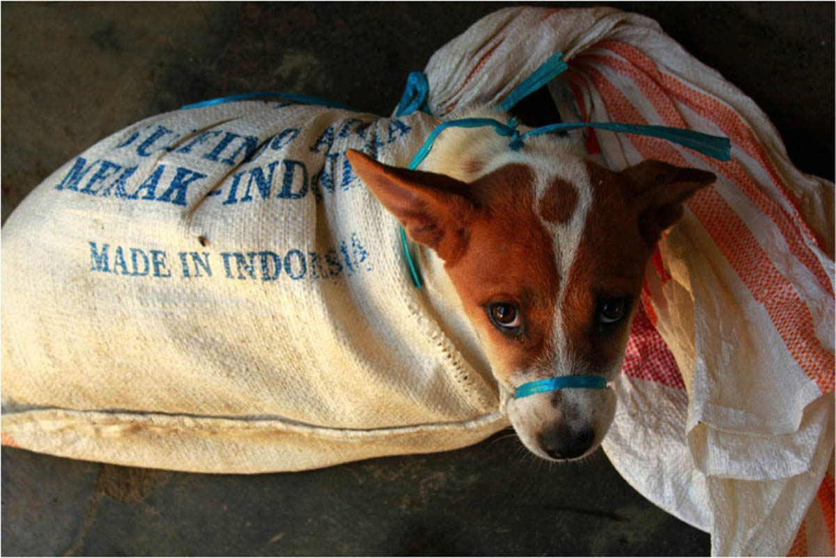 Dog Meat Free Indonesia Take Action Now